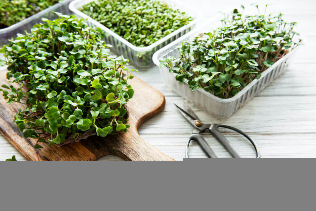 Grow rich micro green mat
